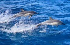 Nado con delfines en São Miguel