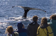 Paseo en barco con avistamiento de cetáceos desde Ponta Delgada