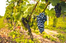 Quinta da Fonte Souto Winery Tour
