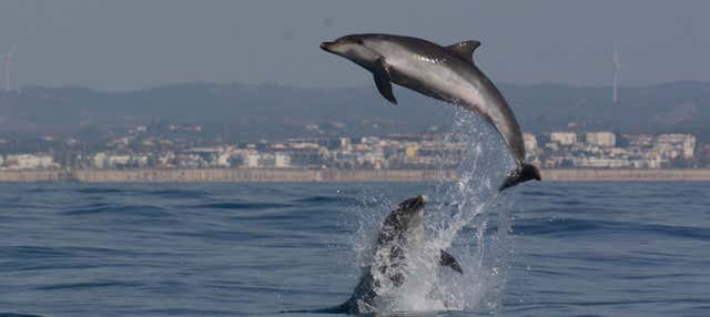 Avvistamento di delfini a Portimão