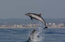 Avvistamento di delfini a Portimão
