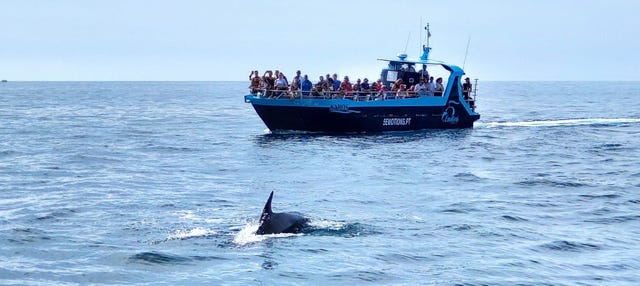 Barco pelas grutas de Benagil + Avistamento de golfinhos