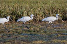 Excursion à Olhão + Balade en bateau sur la Ria Formosa