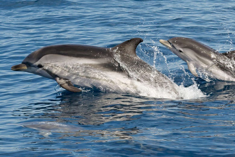 Delfín nadando con su cría