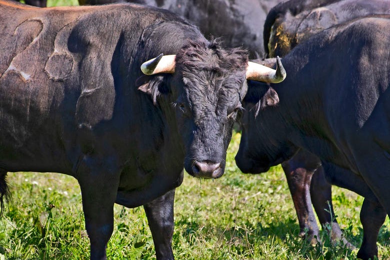 Bull farm in Santarém 