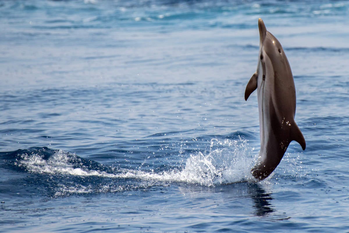 Nage Avec Les Dauphins A Sao Miguel Civitatis Com