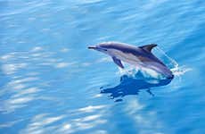 Avistamiento de delfines en Arrábida