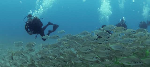 Bautismo de buceo en el Parque Natural de Arrábida