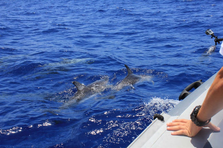 Avvistamento di delfini ad Arrábida