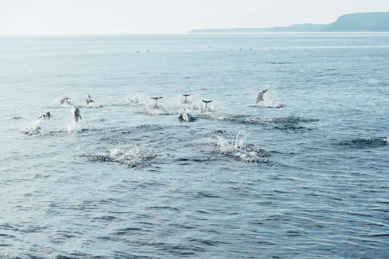 Dolphins jumping on the coast of Arrabida