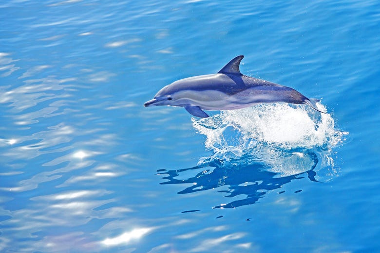 Avvistamento di delfini nell'estuario del Sado