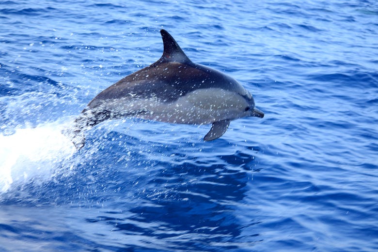 Un delfín nadando en las aguas de Tavira