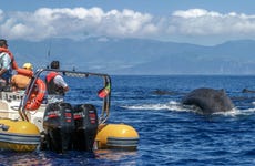 Avistamiento de cetáceos + Islote de Vila Franca