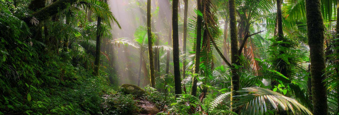 Excursão ao Bosque Carite