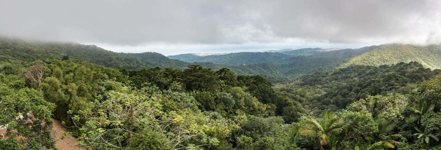 Excursion à la forêt nationale d'El Yunque