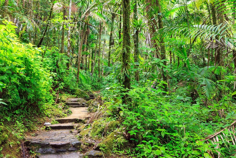 El Yunque Forest