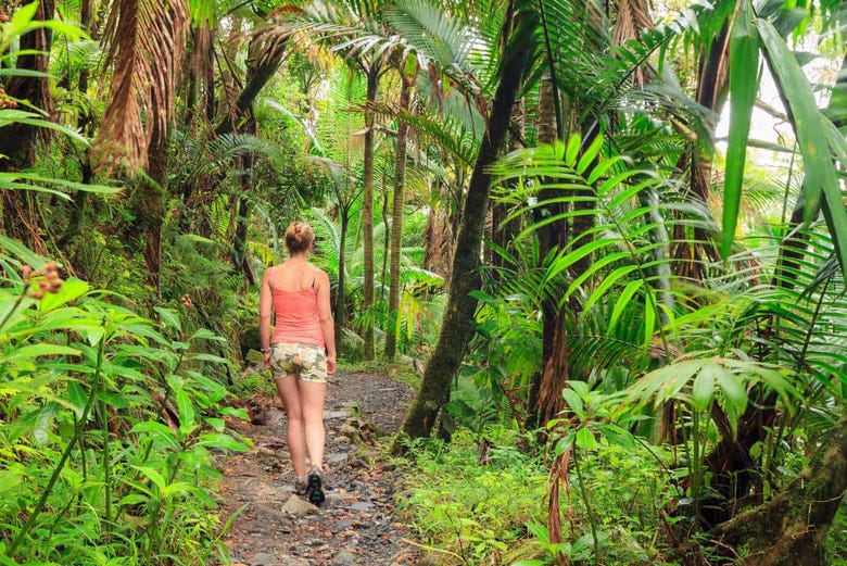 Hiking through the Bosque Carite Rainforest