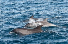 Avistamiento de delfines en Gibraltar