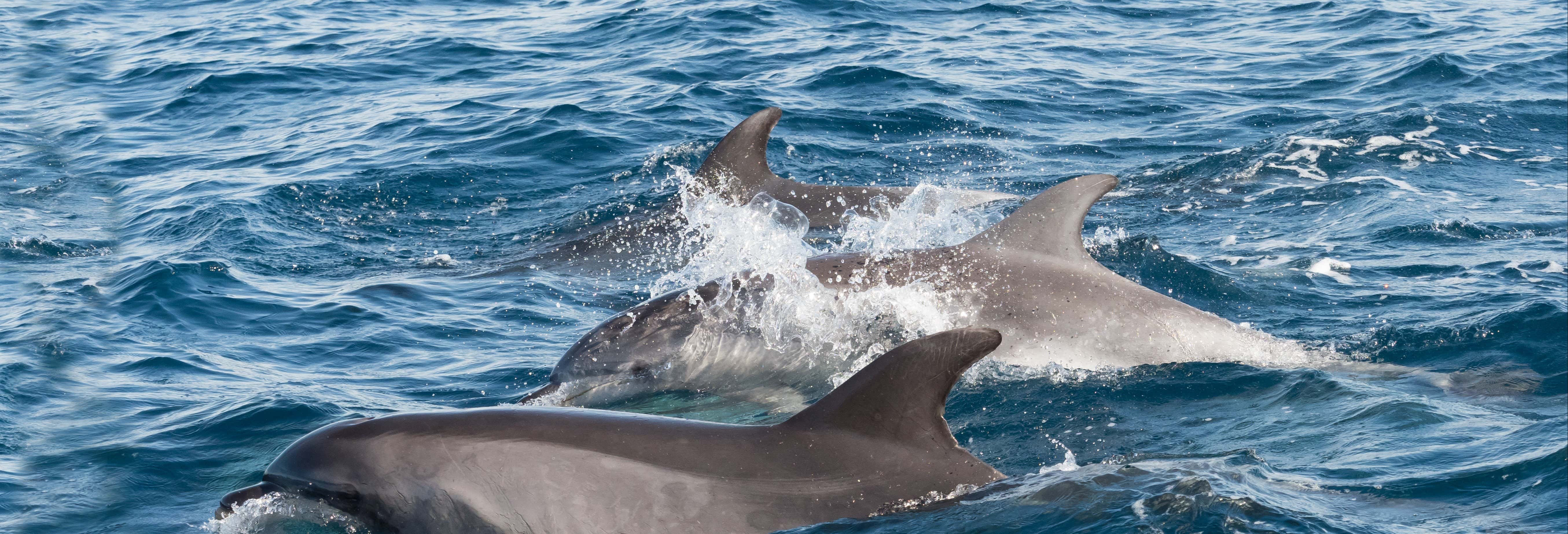 Avistamiento de delfines en Gibraltar