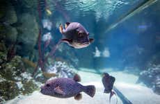 Entrada al Sea Life London