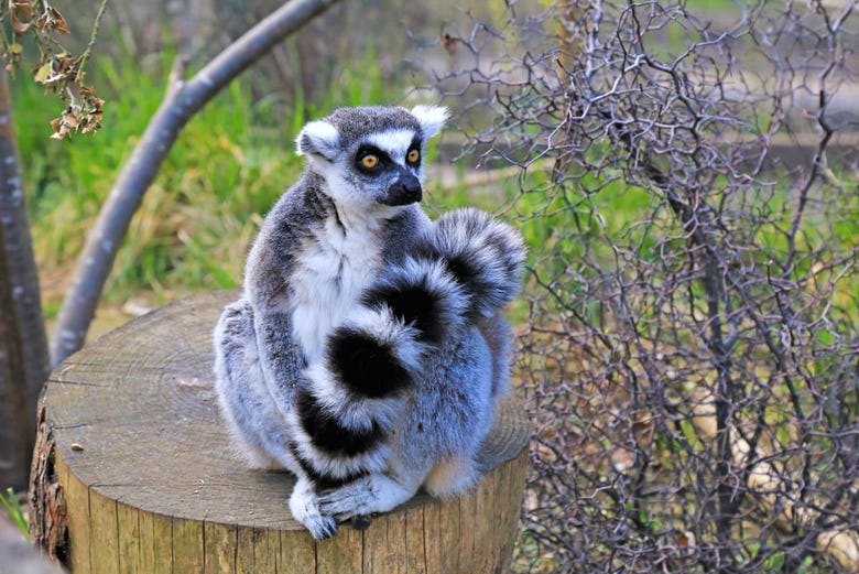 Lemur del ZSL London Zoo