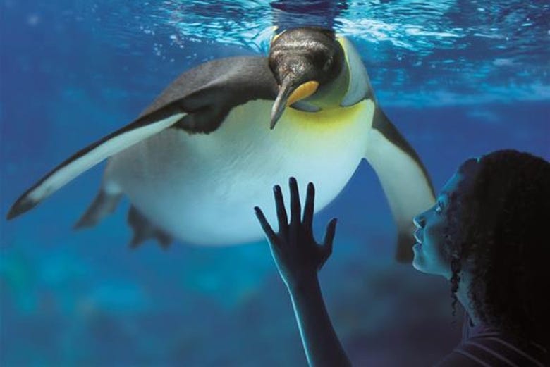 Les pingouins de l'aquarium