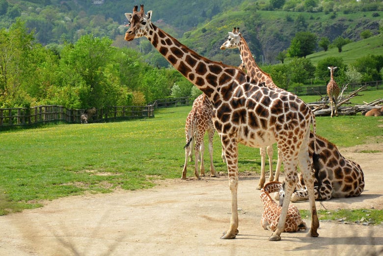 Giraffe nello zoo di Praga