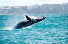 Observation de baleines à Samaná