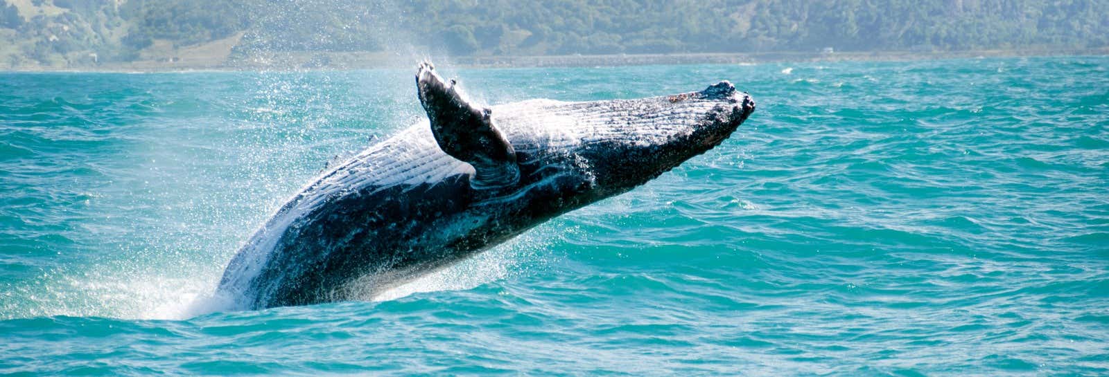 Avistamento de baleias em Samaná