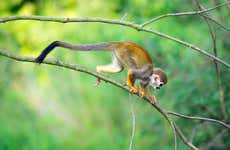 Excursion à Monkeyland