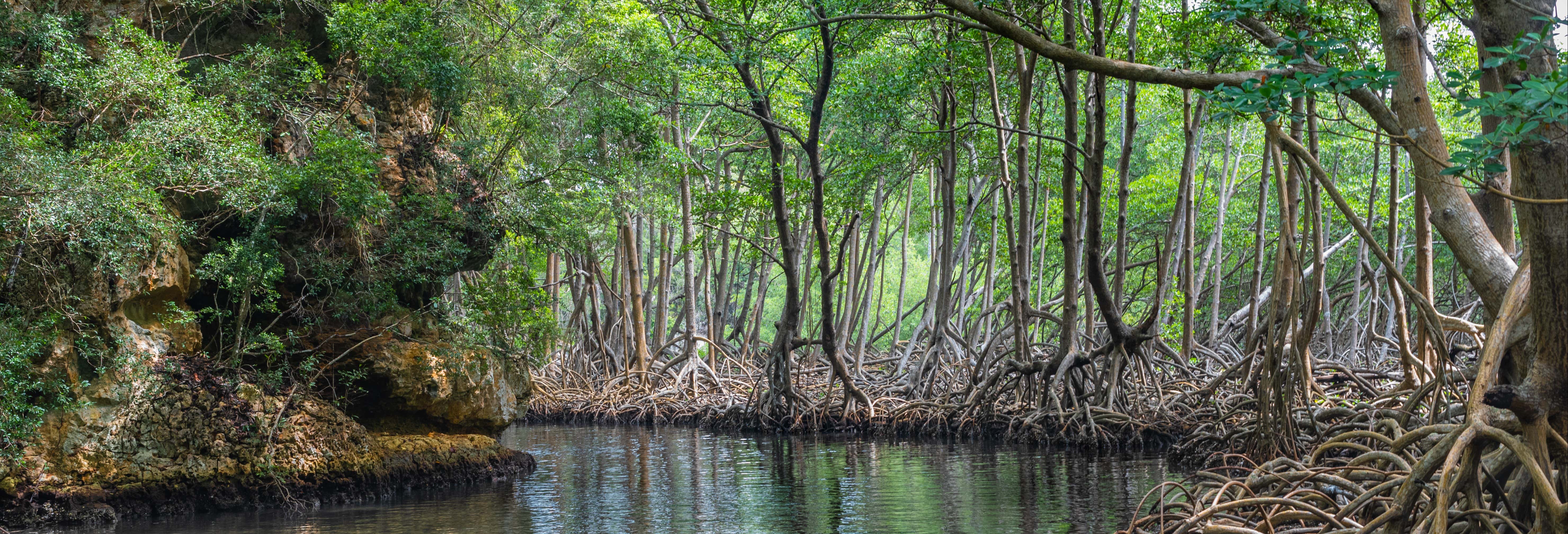 Excursão ao Parque Nacional Los Haitises