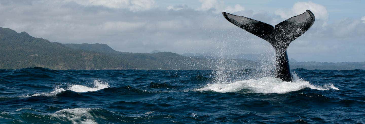 Avistamento de baleias em Samaná