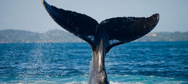 Avistamiento De Ballenas En Samana Punta Cana