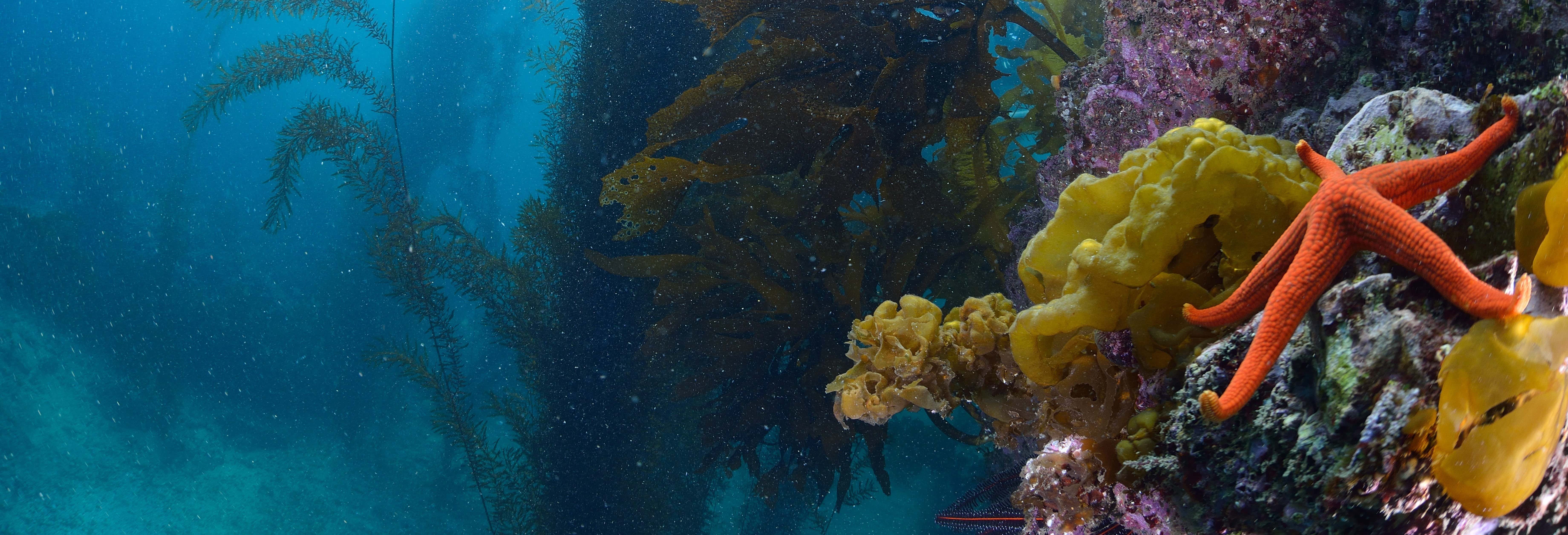 Plongée sur l'île de Catalina