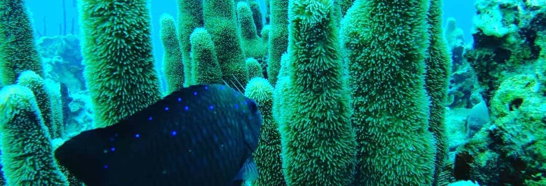 Curso de buceo PADI Open Water