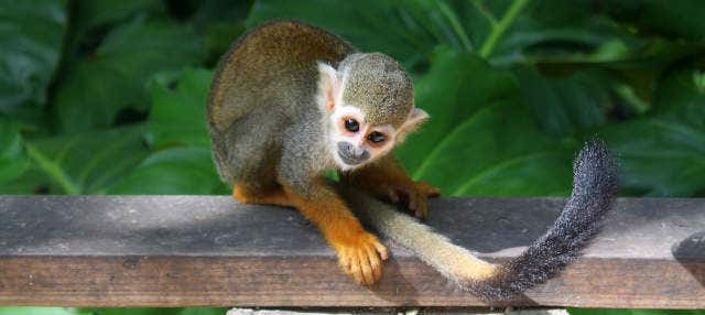 Excursion à Monkeyland