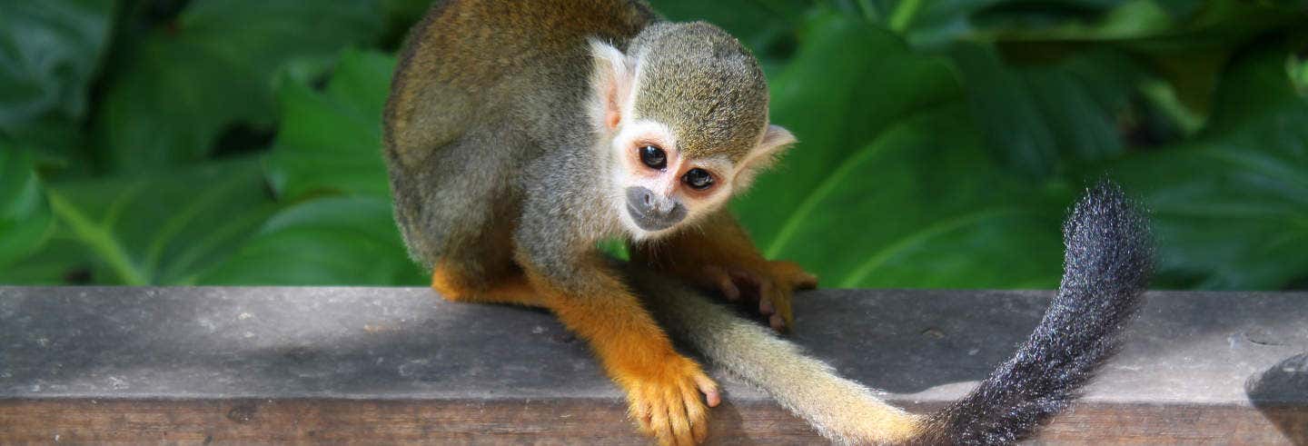 Excursión a Monkeyland desde Punta Cana