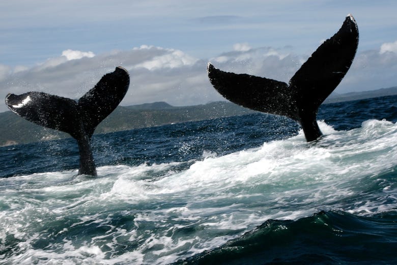 Avvistamento di balene a Samaná