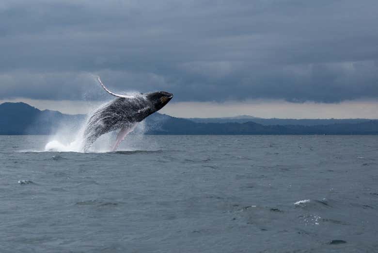 Samaná Bay Whale