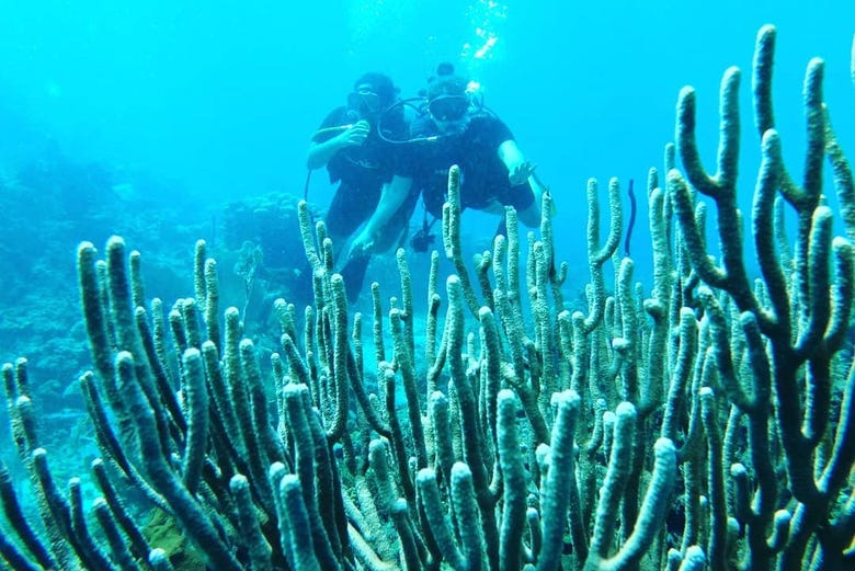 Corales de Isla Catalina
