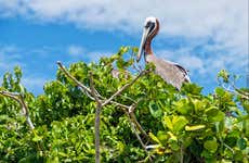 Excursão ao Parque Nacional Los Haitises