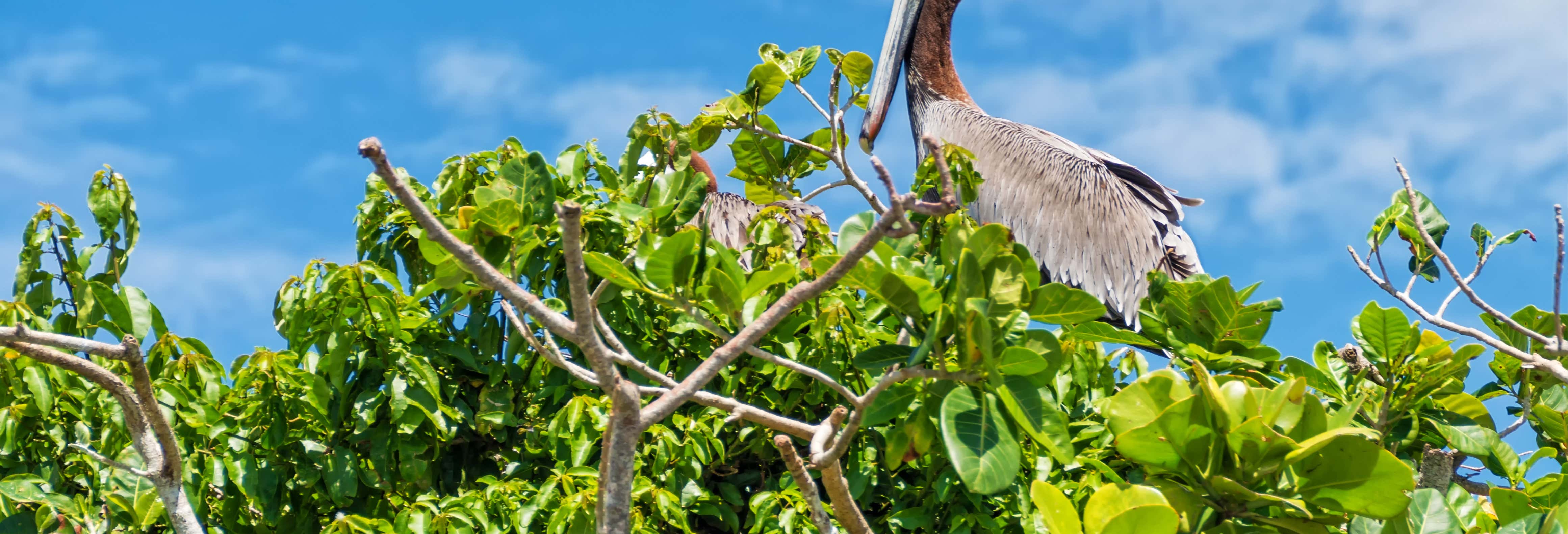 Excursão ao Parque Nacional Los Haitises