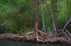 Los Haitises National Park Hiking Activity