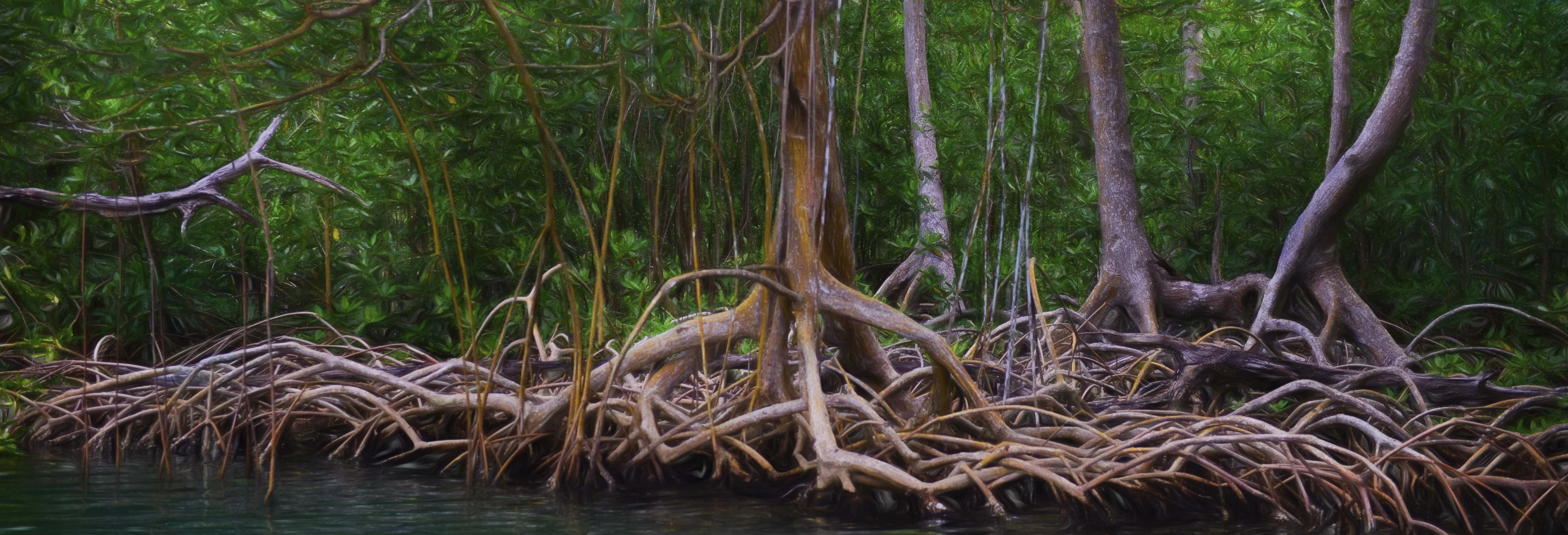 Senderismo por el Parque Nacional Los Haitises