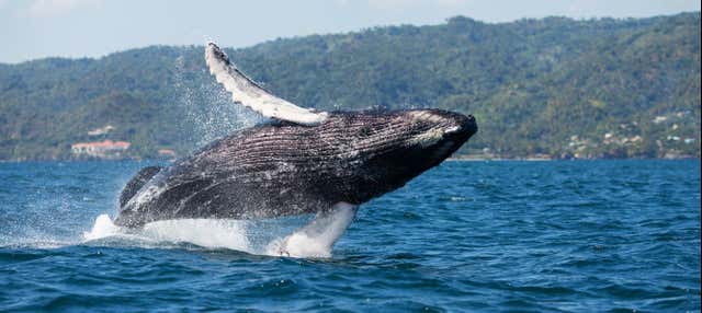 Avistamiento de ballenas + Cayo Levantado