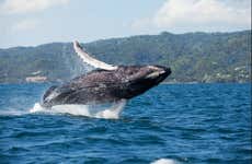 Observation de baleines + Cayo Levantado