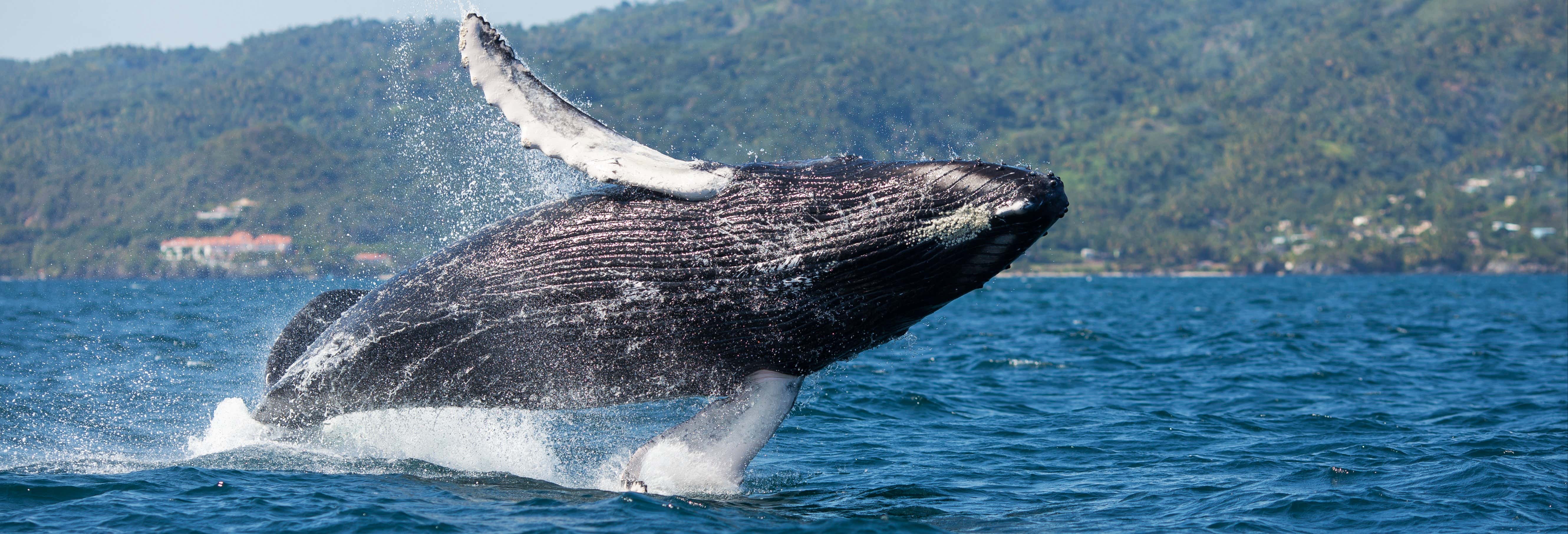 Avistamiento De Ballenas Cayo Levantado Desde Samana