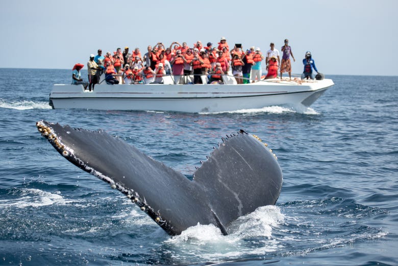 Avvistamento di balene nella baia di Semaná