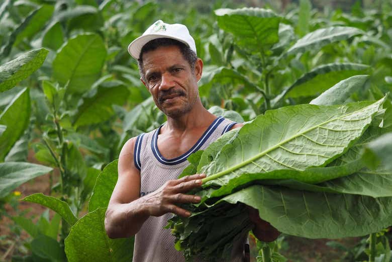 Trabajador en plantación de tabaco