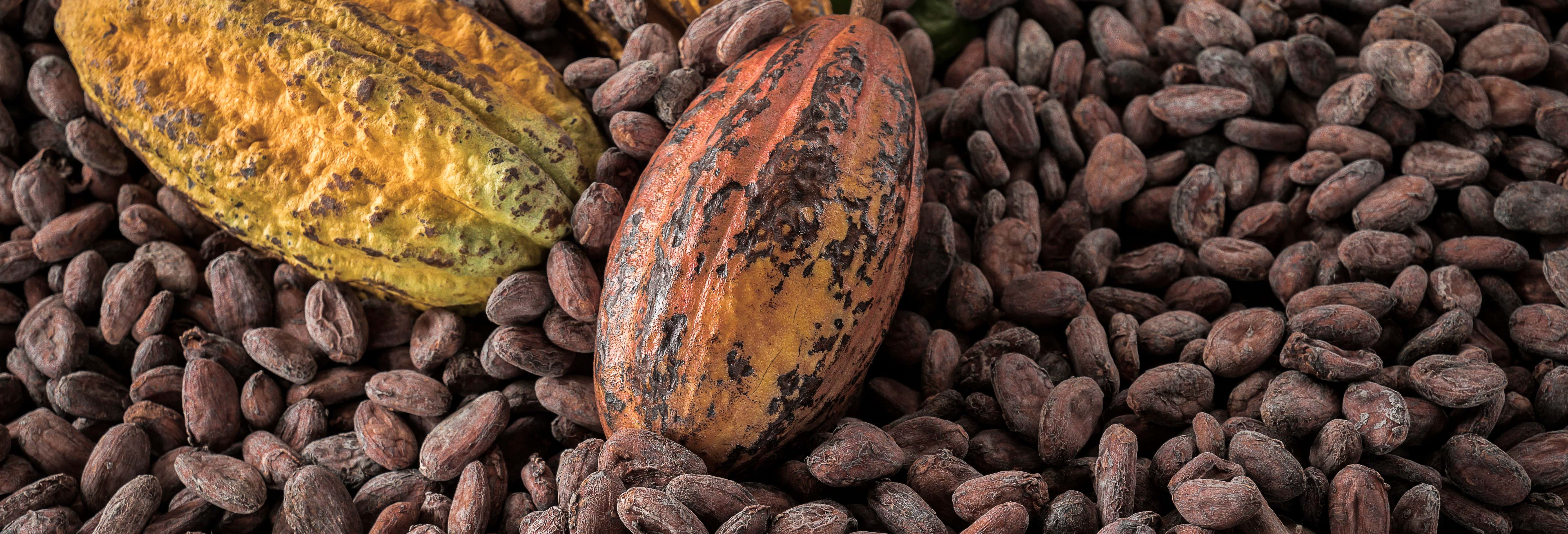 Tour del cacao y el tabaco